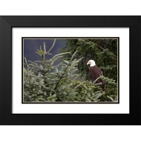 Americas Bird Black Modern Wood Framed Art Print with Double Matting by Parker, Susann