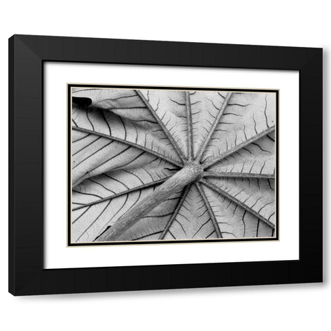 Leaf I Black Modern Wood Framed Art Print with Double Matting by Peterson, Lee