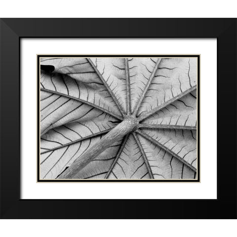 Leaf I Black Modern Wood Framed Art Print with Double Matting by Peterson, Lee