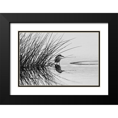 Bird I Black Modern Wood Framed Art Print with Double Matting by Peterson, Lee