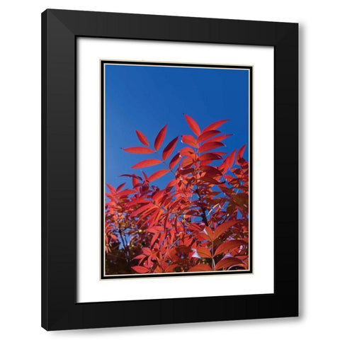 Fall Leaves III Black Modern Wood Framed Art Print with Double Matting by Peterson, Lee