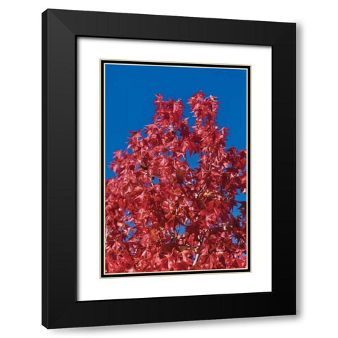 Fall Leaves IV Black Modern Wood Framed Art Print with Double Matting by Peterson, Lee