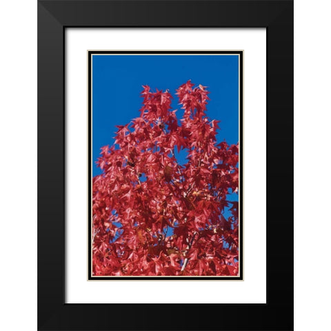 Fall Leaves IV Black Modern Wood Framed Art Print with Double Matting by Peterson, Lee