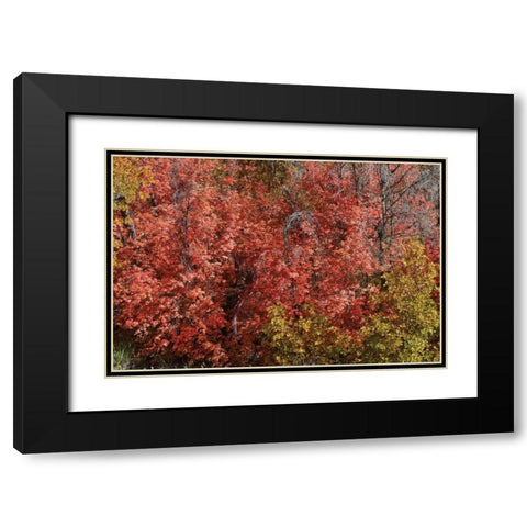 Fall Leaves VI Black Modern Wood Framed Art Print with Double Matting by Peterson, Lee