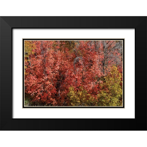 Fall Leaves VI Black Modern Wood Framed Art Print with Double Matting by Peterson, Lee