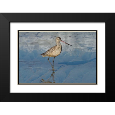 Shore Bird I Black Modern Wood Framed Art Print with Double Matting by Peterson, Lee