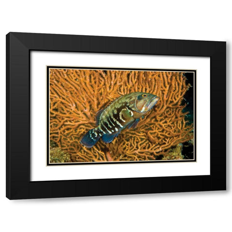Fish I Black Modern Wood Framed Art Print with Double Matting by Peterson, Lee