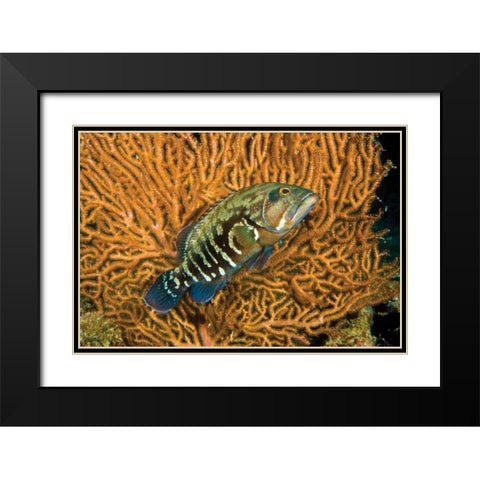 Fish I Black Modern Wood Framed Art Print with Double Matting by Peterson, Lee