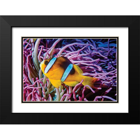 Fish II Black Modern Wood Framed Art Print with Double Matting by Peterson, Lee