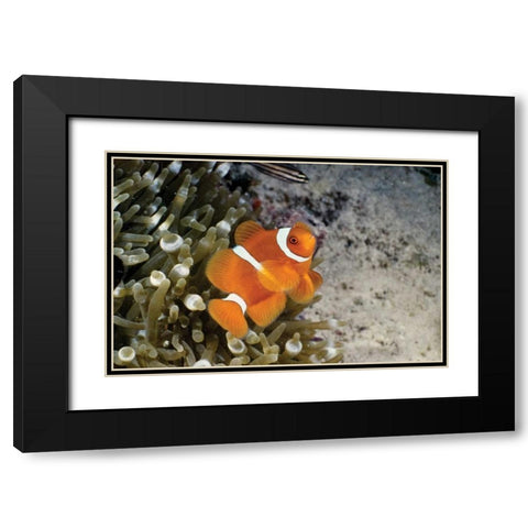 Fish IV Black Modern Wood Framed Art Print with Double Matting by Peterson, Lee