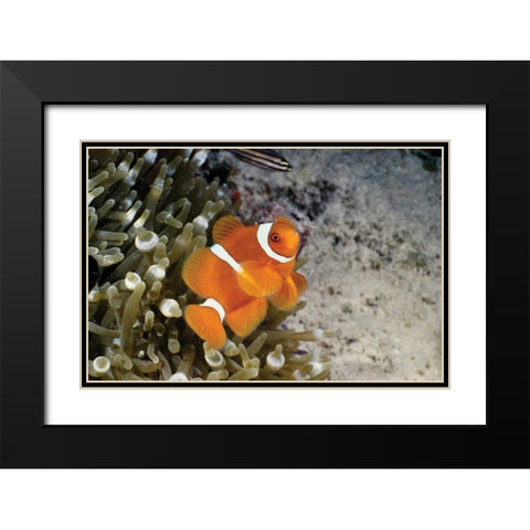 Fish IV Black Modern Wood Framed Art Print with Double Matting by Peterson, Lee