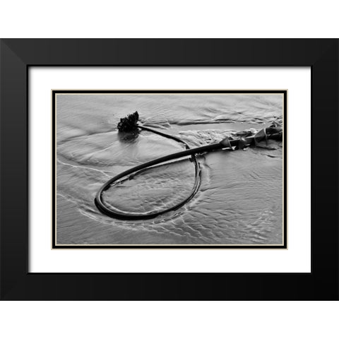 Seaweed Black Modern Wood Framed Art Print with Double Matting by Peterson, Lee