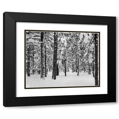 Tree II Black Modern Wood Framed Art Print with Double Matting by Peterson, Lee