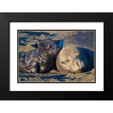 Elephant Seals I Black Modern Wood Framed Art Print with Double Matting by Peterson, Lee
