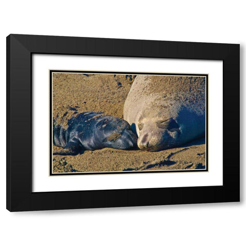 Elephant Seals II Black Modern Wood Framed Art Print with Double Matting by Peterson, Lee