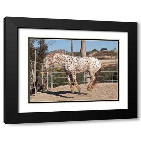 Happy Horse I Black Modern Wood Framed Art Print with Double Matting by Peterson, Lee