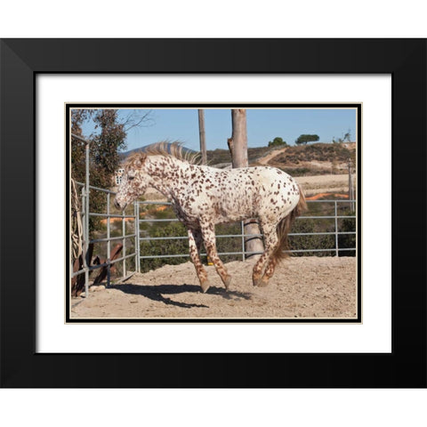 Happy Horse I Black Modern Wood Framed Art Print with Double Matting by Peterson, Lee