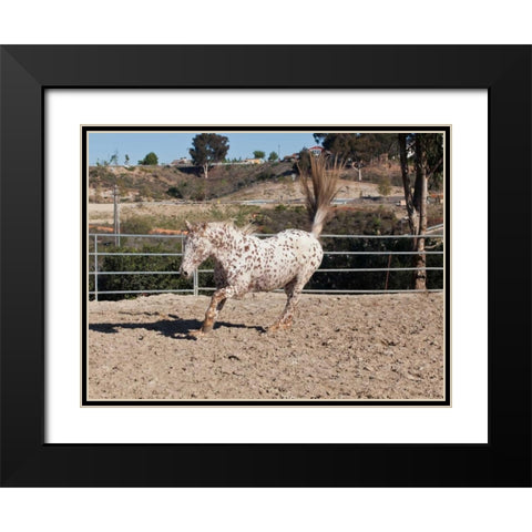 Happy Horse II Black Modern Wood Framed Art Print with Double Matting by Peterson, Lee
