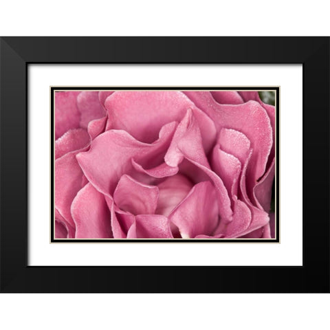 Rose Up Close II Black Modern Wood Framed Art Print with Double Matting by Peterson, Lee