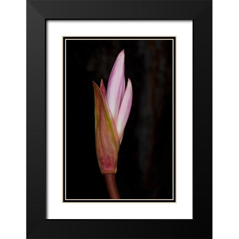 Pink Bloom Black Modern Wood Framed Art Print with Double Matting by Peterson, Lee