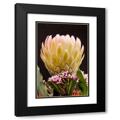 Protea Artistata Black Modern Wood Framed Art Print with Double Matting by Peterson, Lee