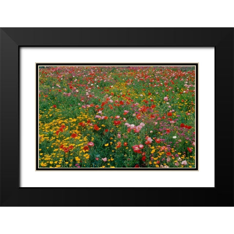 Wildflower Field Black Modern Wood Framed Art Print with Double Matting by Peterson, Lee