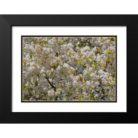 Tree Blossoms I Black Modern Wood Framed Art Print with Double Matting by Peterson, Lee