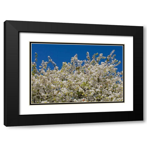 Tree Blossoms II Black Modern Wood Framed Art Print with Double Matting by Peterson, Lee