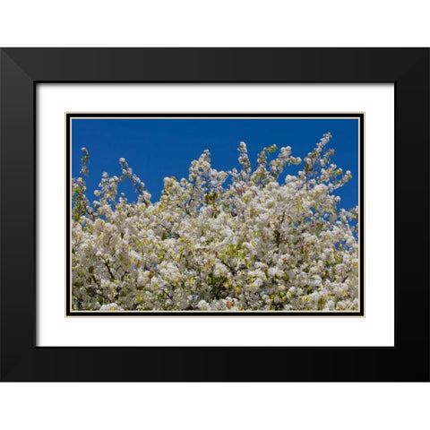 Tree Blossoms II Black Modern Wood Framed Art Print with Double Matting by Peterson, Lee
