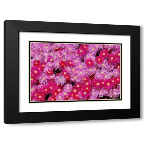 Pink Ice Flowers Black Modern Wood Framed Art Print with Double Matting by Peterson, Lee