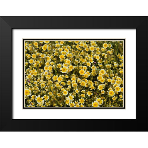 Yellow and White I Black Modern Wood Framed Art Print with Double Matting by Peterson, Lee