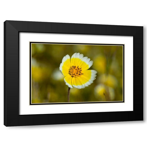 Yellow and White II Black Modern Wood Framed Art Print with Double Matting by Peterson, Lee