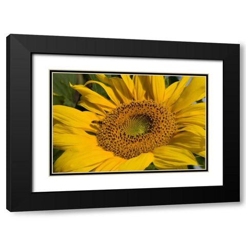 Sunflower I Black Modern Wood Framed Art Print with Double Matting by Peterson, Lee