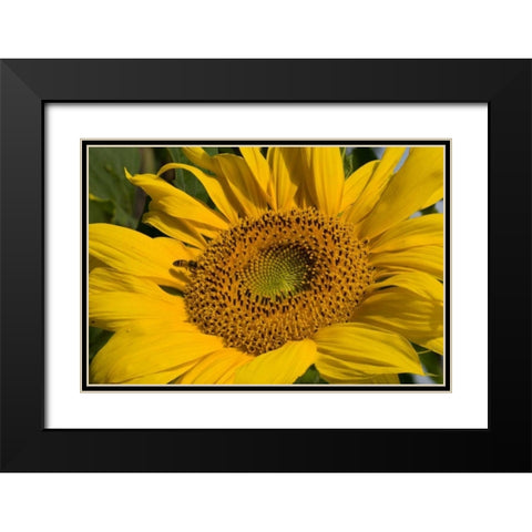 Sunflower I Black Modern Wood Framed Art Print with Double Matting by Peterson, Lee