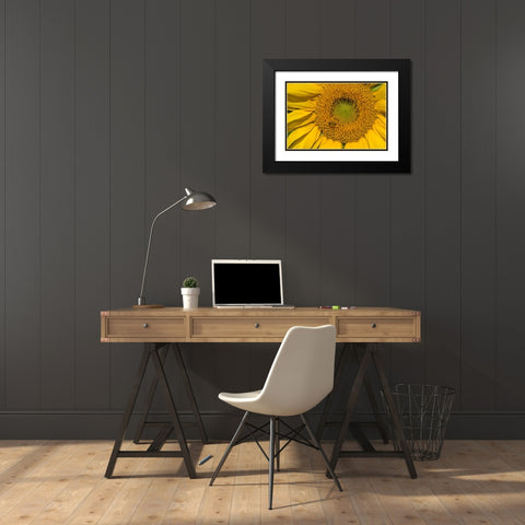 Sunflower II Black Modern Wood Framed Art Print with Double Matting by Peterson, Lee