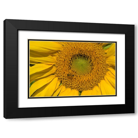 Sunflower II Black Modern Wood Framed Art Print with Double Matting by Peterson, Lee
