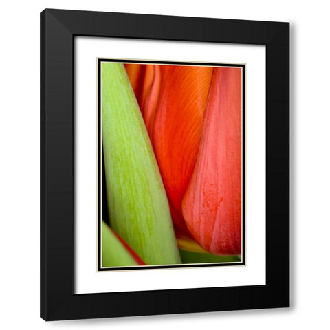Tulip Detail I Black Modern Wood Framed Art Print with Double Matting by Peterson, Lee