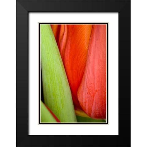 Tulip Detail I Black Modern Wood Framed Art Print with Double Matting by Peterson, Lee