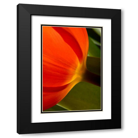 Tulip Detail II Black Modern Wood Framed Art Print with Double Matting by Peterson, Lee