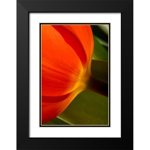 Tulip Detail II Black Modern Wood Framed Art Print with Double Matting by Peterson, Lee