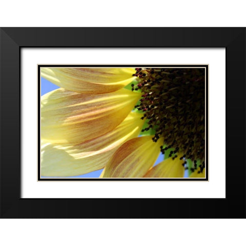 Sunflower III Black Modern Wood Framed Art Print with Double Matting by Putman, Tammy