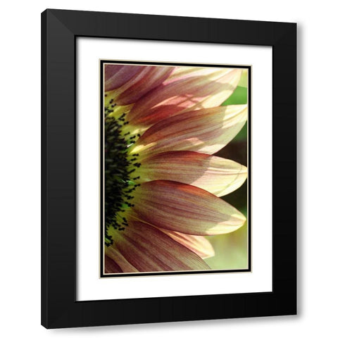 Sunflower IV Black Modern Wood Framed Art Print with Double Matting by Putman, Tammy