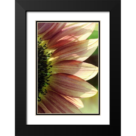 Sunflower IV Black Modern Wood Framed Art Print with Double Matting by Putman, Tammy