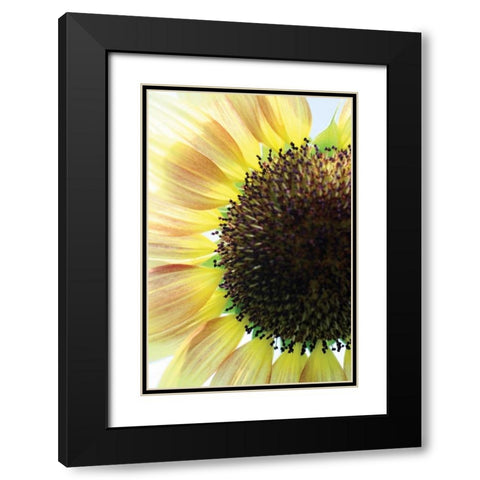 Sunflower VI Black Modern Wood Framed Art Print with Double Matting by Putman, Tammy