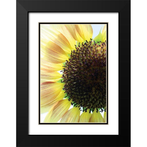 Sunflower VI Black Modern Wood Framed Art Print with Double Matting by Putman, Tammy