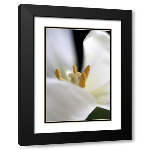 White Tulip Black Modern Wood Framed Art Print with Double Matting by Putman, Tammy