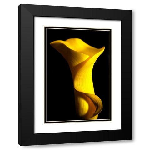 Yellow Lily Black Modern Wood Framed Art Print with Double Matting by Putman, Tammy