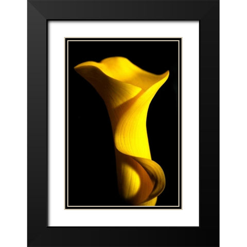 Yellow Lily Black Modern Wood Framed Art Print with Double Matting by Putman, Tammy