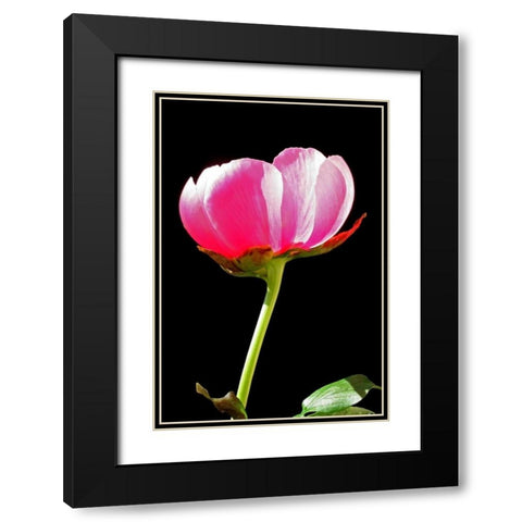 Pink Peony II Black Modern Wood Framed Art Print with Double Matting by Putman, Tammy