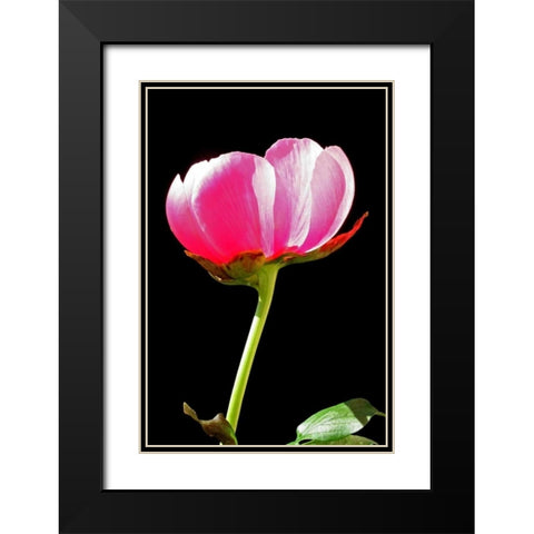 Pink Peony II Black Modern Wood Framed Art Print with Double Matting by Putman, Tammy